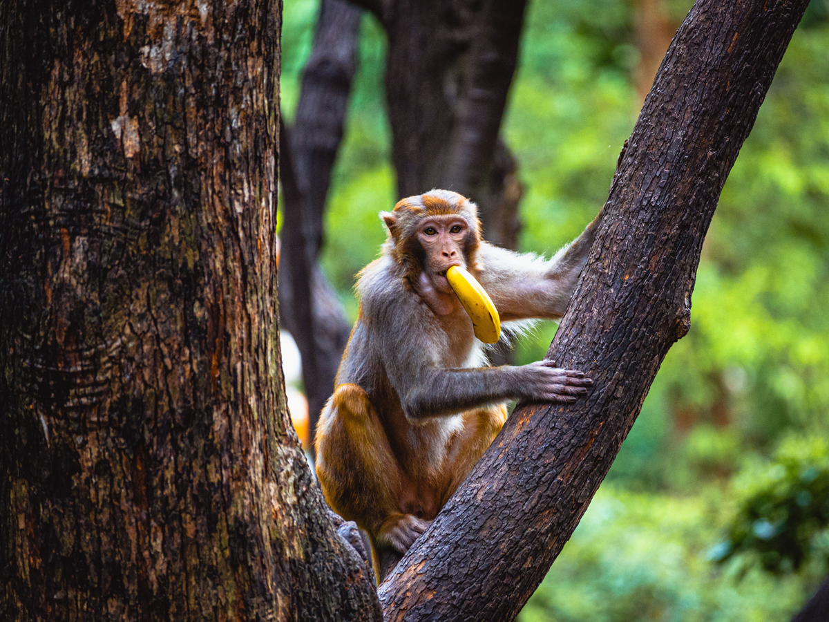 Unveiling the Wonders of Rwanda: A Comprehensive Guide to Safari Adventures